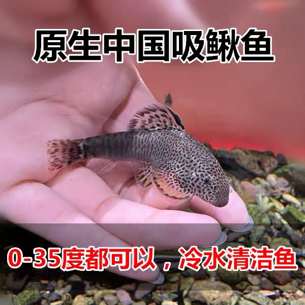 原生吸鳅 冷水清道夫 爬岩鳅 鱼缸清洁除藻擦玻璃工具鱼
