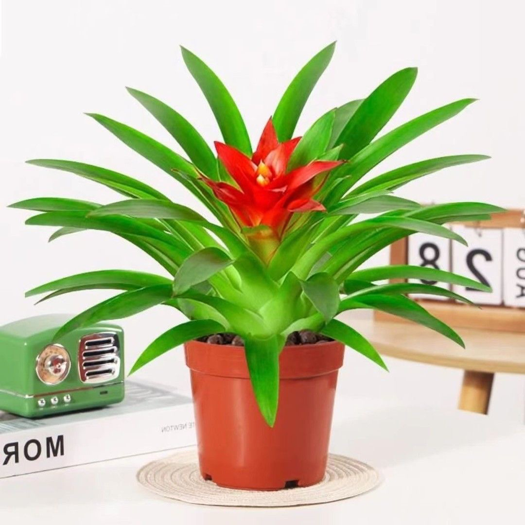 鸿运当头盆栽室内客厅办公室书房玄关植物花卉凤梨红星红花好养活
