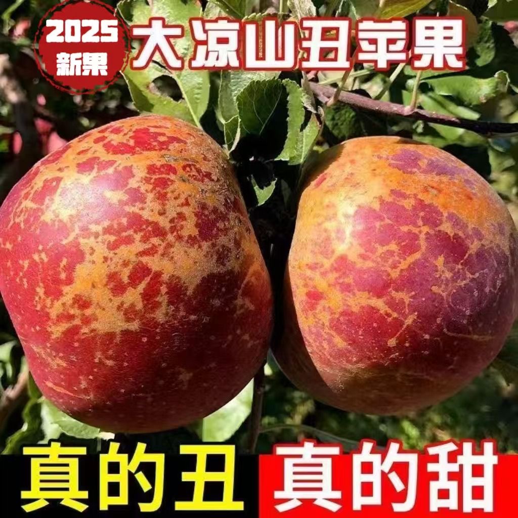 深蜀四川凉山盐源丑苹果冰糖心红富士当季新鲜水果
