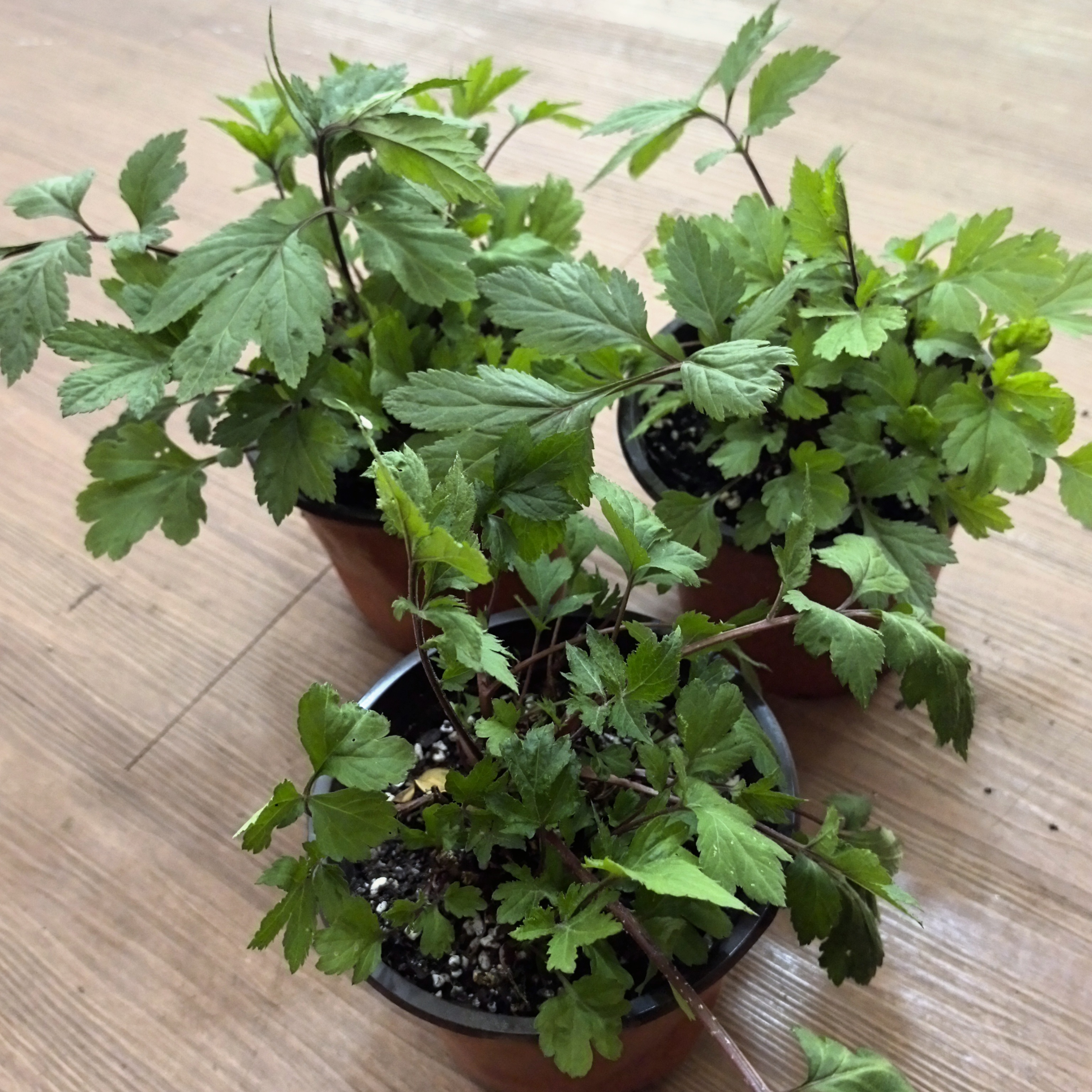 云南野生红芹菜小苗盆栽红毛芹红艾草清热四季可种铁线蕨