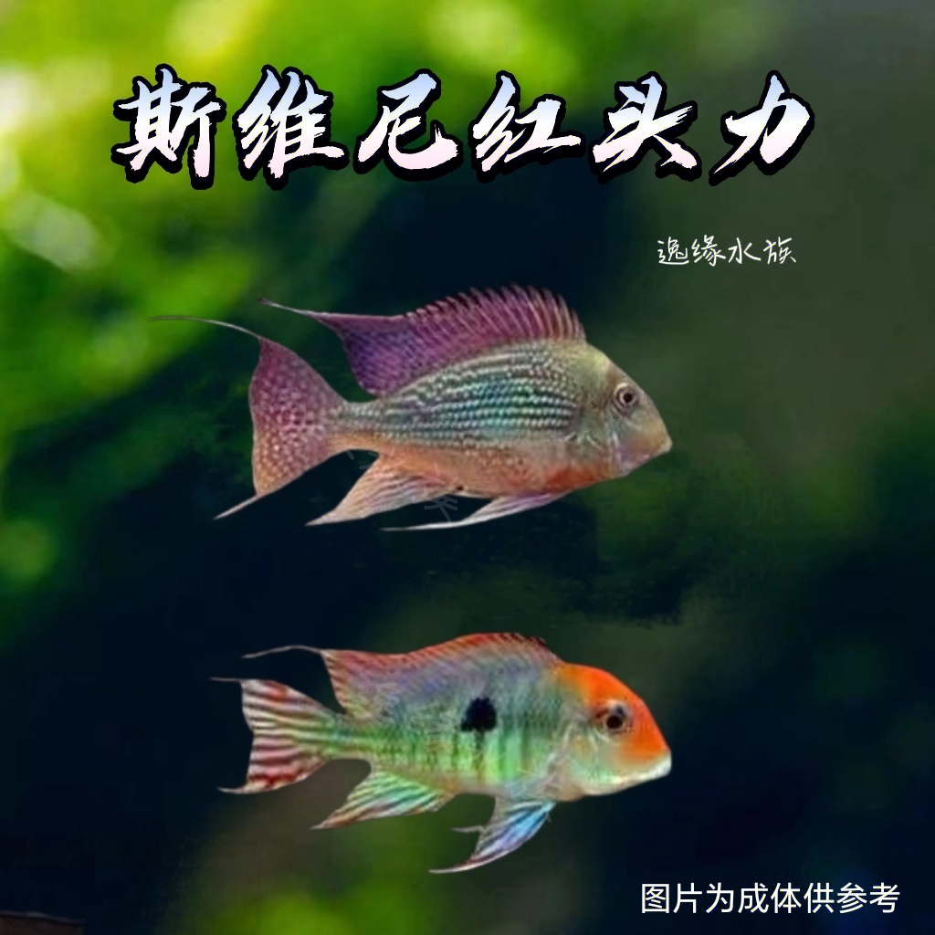 红头力斯维尼伊波拉关刀新手快乐入门南美鱼