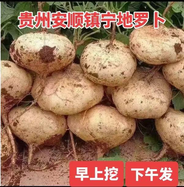 2025年贵州安顺镇宁地罗卜新鲜沙土种植脆甜地瓜凉薯现挖水果3