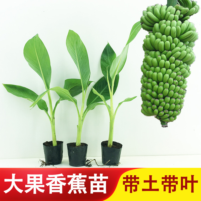 香蕉苗芭蕉树苗皇帝蕉芭蕉树苗红香蕉苗庭院植物盆栽地栽带土带叶