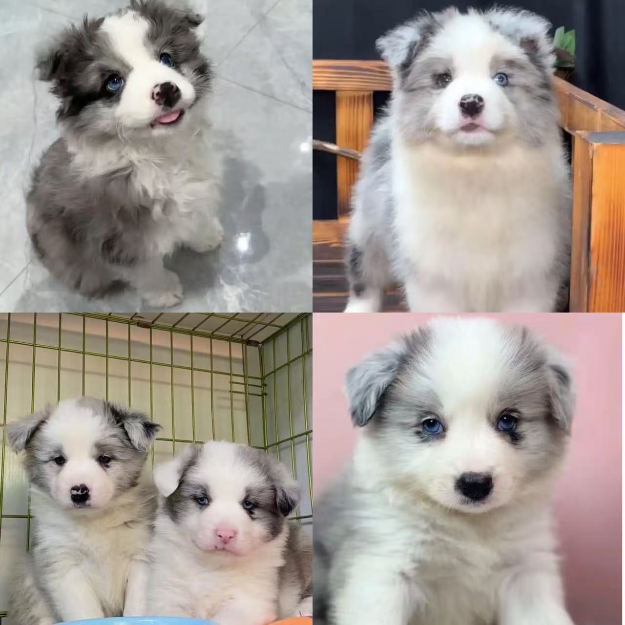 玛丽家边境牧羊犬边牧幼犬活体狗狗小狗