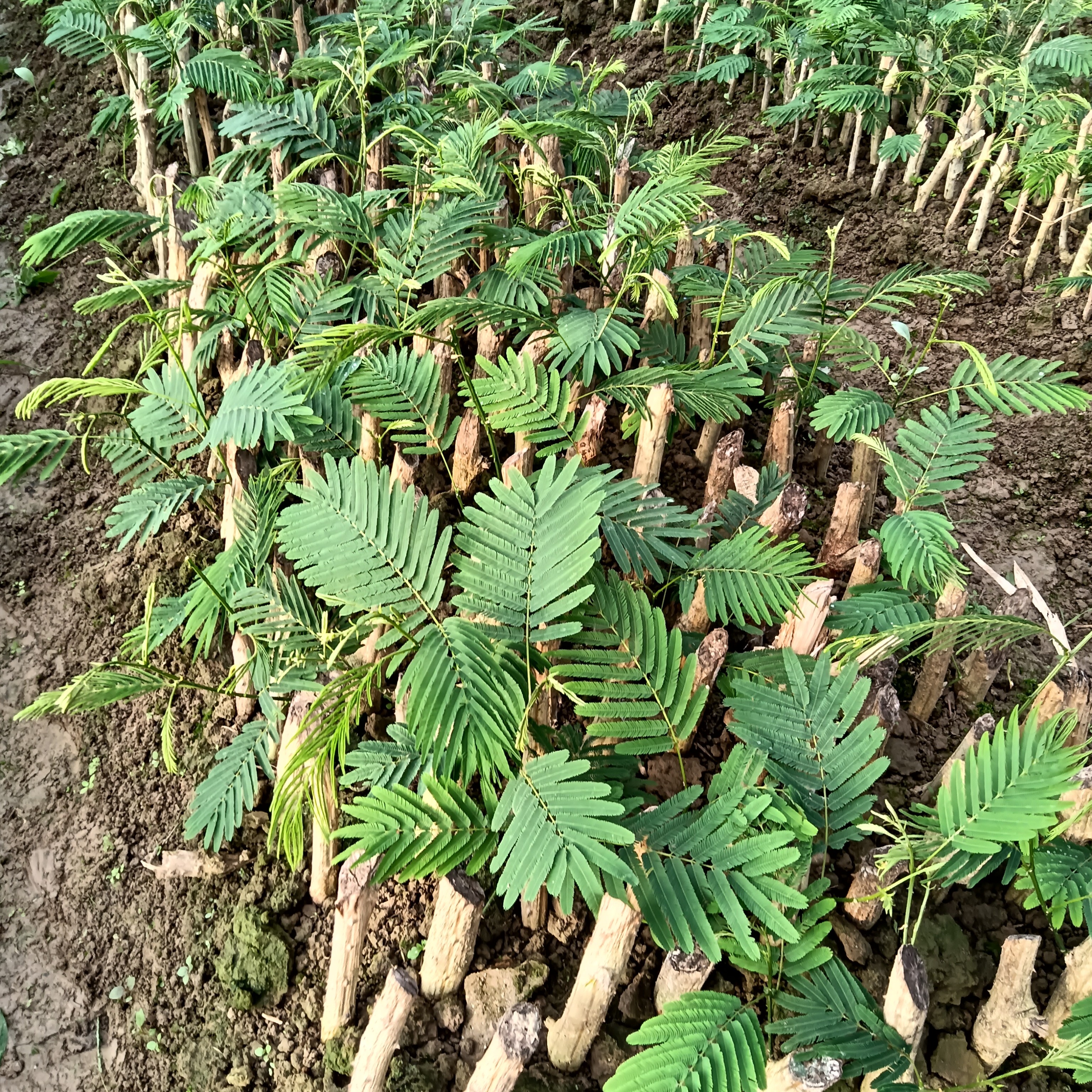 云南帕哈绿色植物臭菜带根带土发货盆栽易活1棵1盆盆栽苗