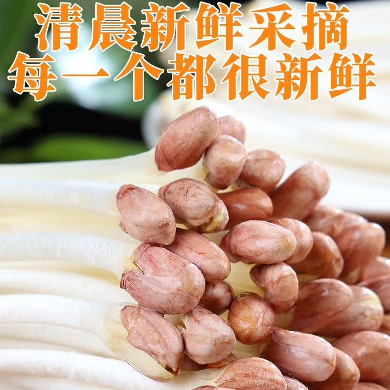 现采摘新鲜花生芽农家花生苗脆嫩营养蔬菜可火锅炒菜