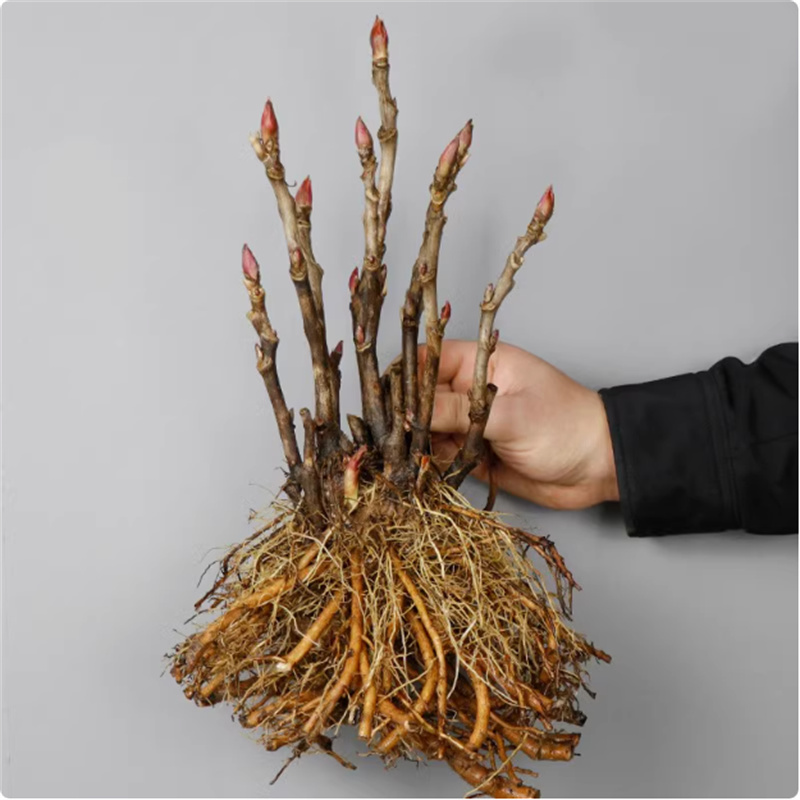 牡丹花树苗大苗盆栽菏泽正宗带花苞大花牡丹四季重瓣花卉洛阳花苗
