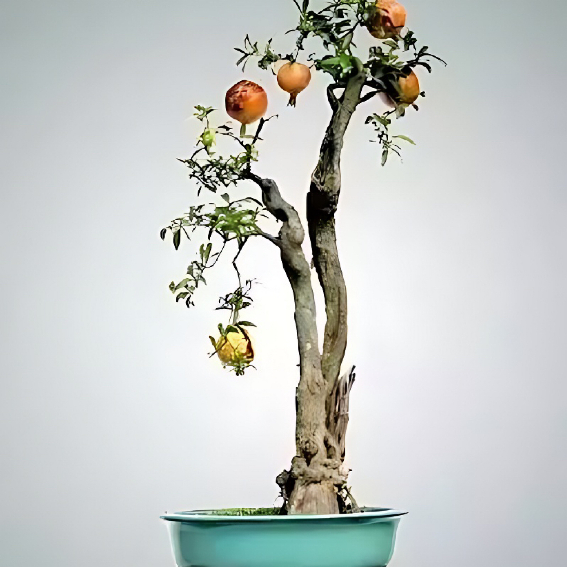 大红袍石榴树老桩盆栽可地栽用于室内外庭院观赏南天竹绿植绿植