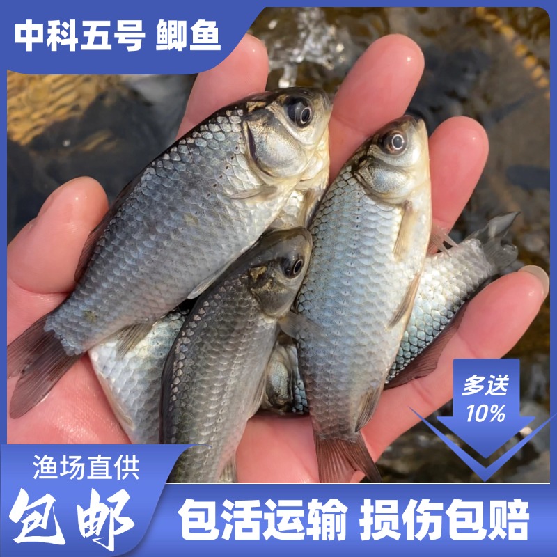 鲫鱼  中科5号鲫鱼 活体淡水宠物观赏养殖