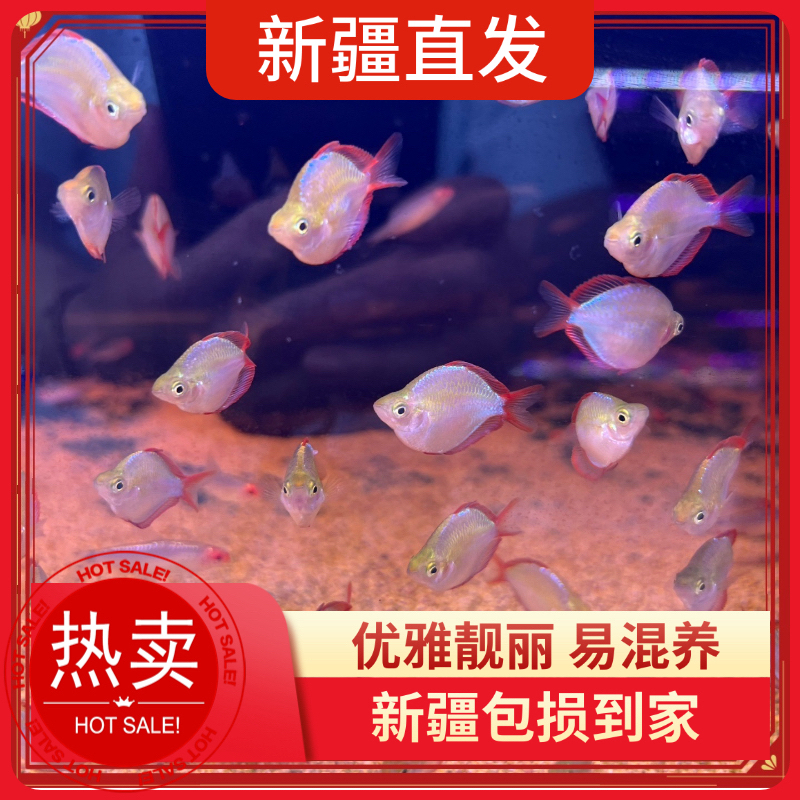 新疆鱼乐圈乌鲁木齐直发电光美人球热带淡水鱼观赏鱼