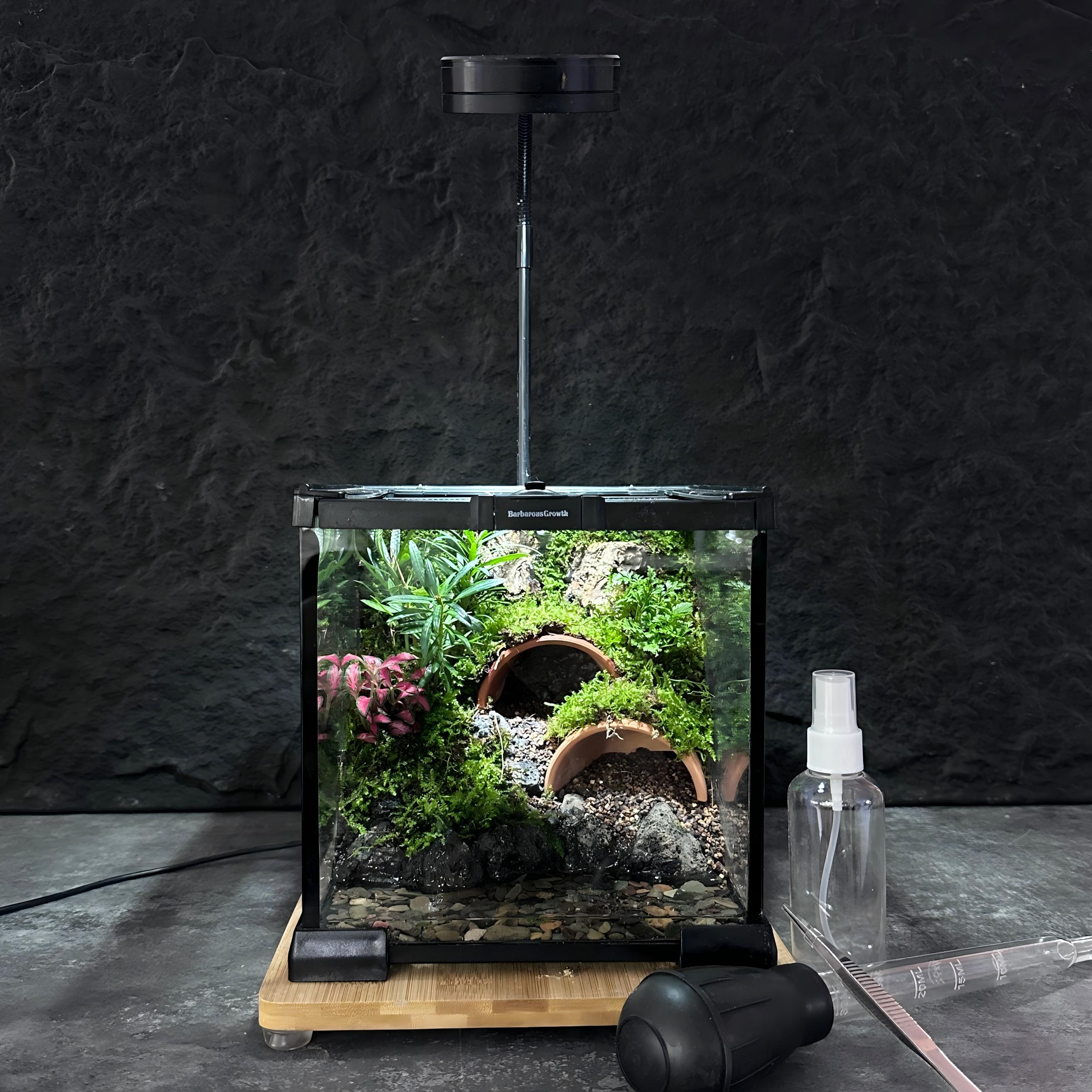 生态苔藓微景观养辣椒恶魔蟹角蛙龟桌面雨林缸小型爬宠缸造景成品