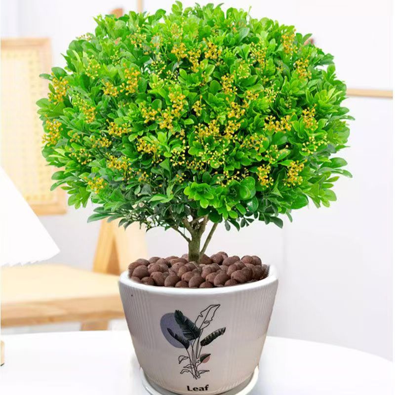 浓香型米兰盆栽花卉四季开花可驱蚊适合室内外养殖