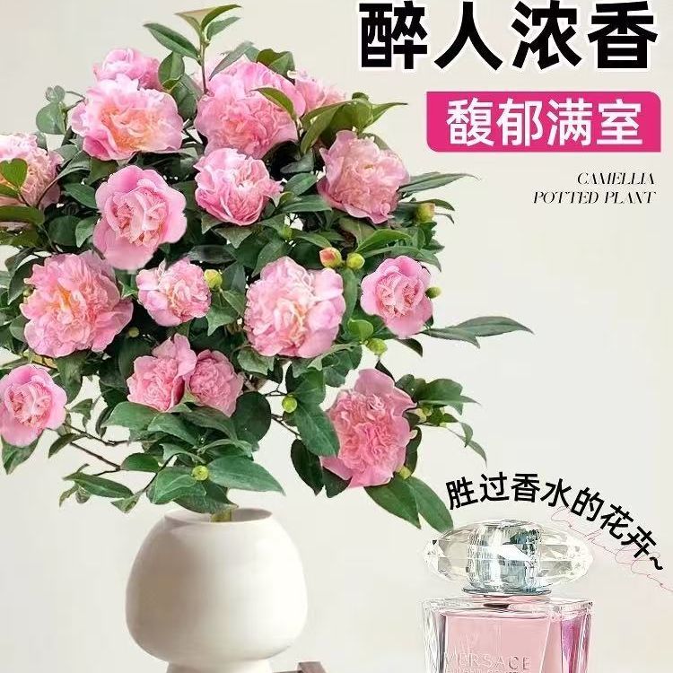 香妃茶花盆栽带花苞四季山茶花北方室内绿植客厅大摆件好养耐活