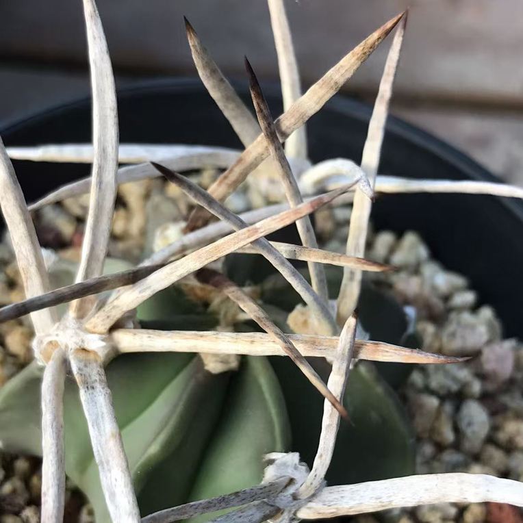 实生仙人球金刺水牛角防辐射吸甲醛适合室内外办公室摆放