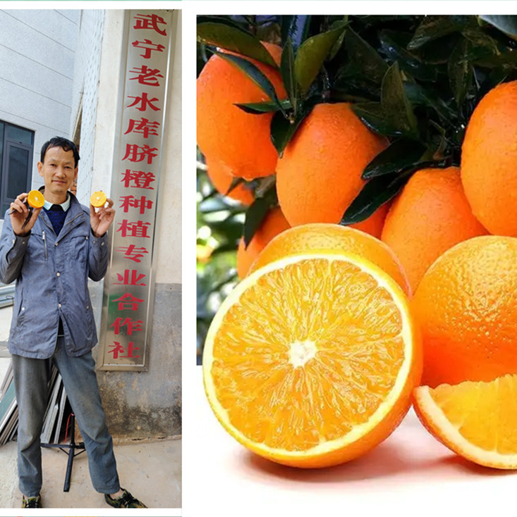 赣北西海脐橙  江西武宁县宋溪王埠桃花仑脐橙直发 晓柯老师代销