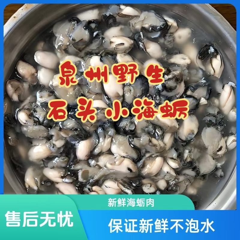 泉州特产新鲜现剥石头小海蛎肉牡蛎肉鲜活野生海鲜美味蚵仔煎