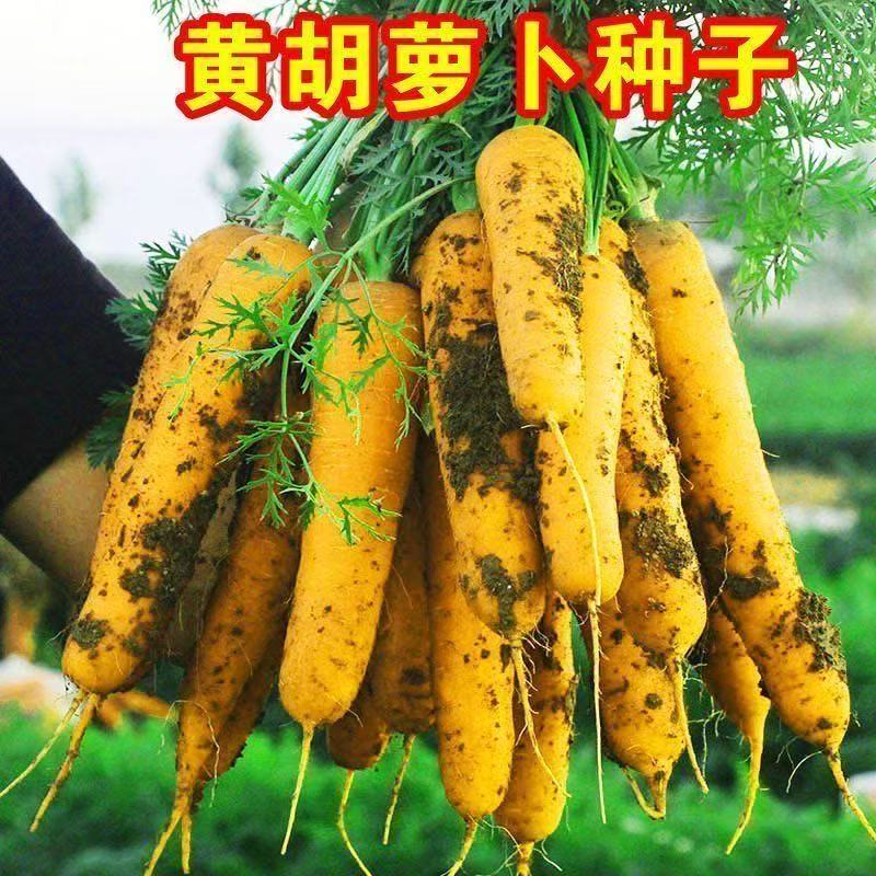 齐头黄胡萝卜种子四季种植阳台小院