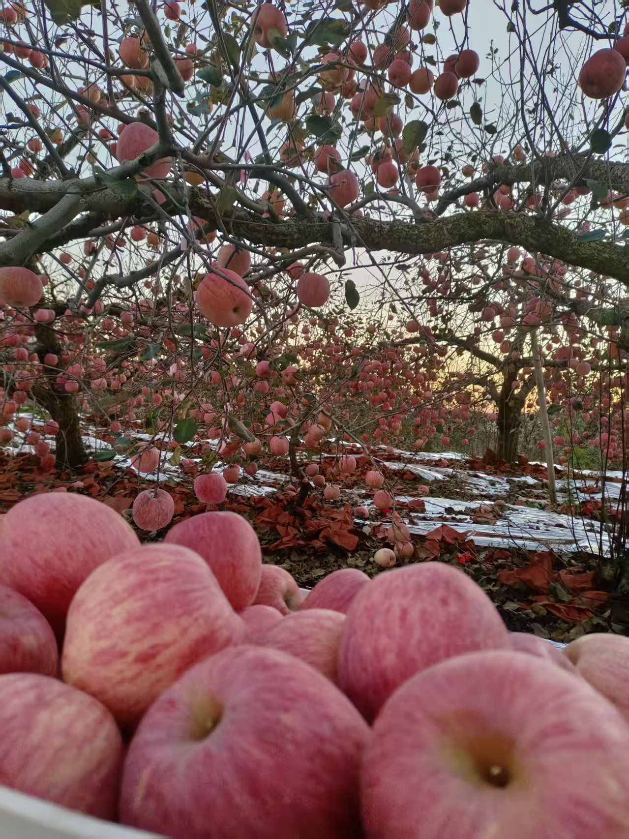 正宗烟台栖霞红富士苹果，爸妈自产自销，皮薄多汁，黄瓤脆甜。