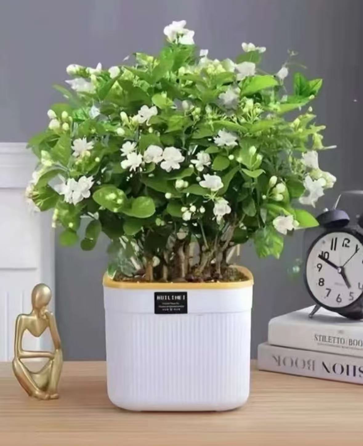 带花苞浓香型重瓣茉莉花盆栽四季开花可室内外阳台种植送花盆