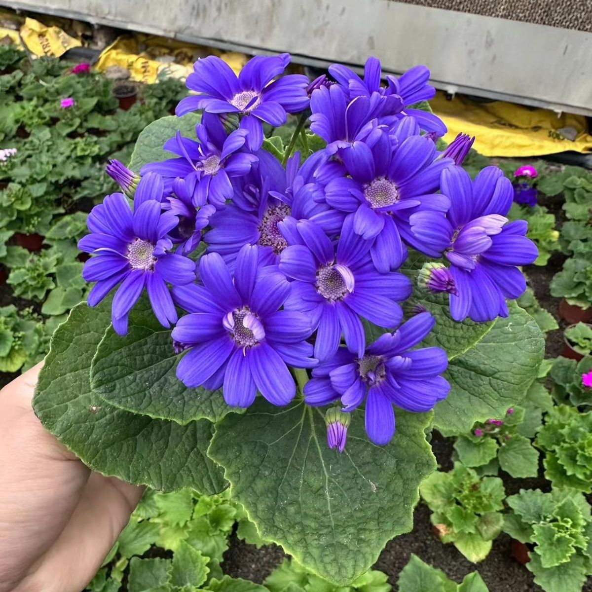 瓜叶菊盆栽四季开花植物净化空气防辐射阳台装扮宿根花卉