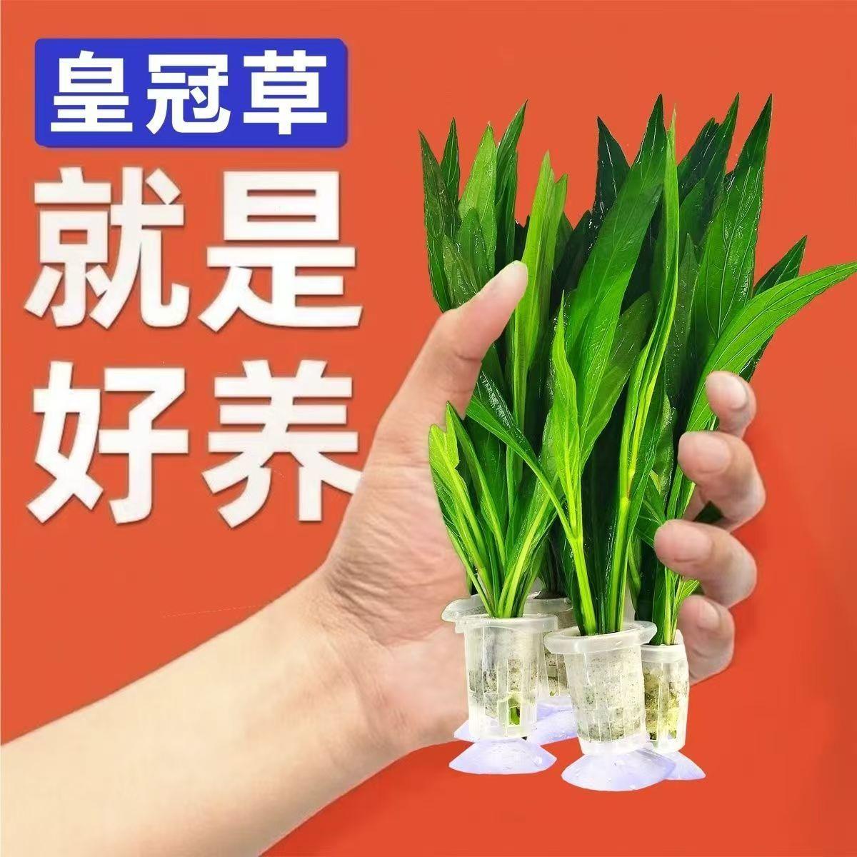 迷你皇冠草真草非九冠水培鱼缸造景阴性净化装饰水质新手懒人水草