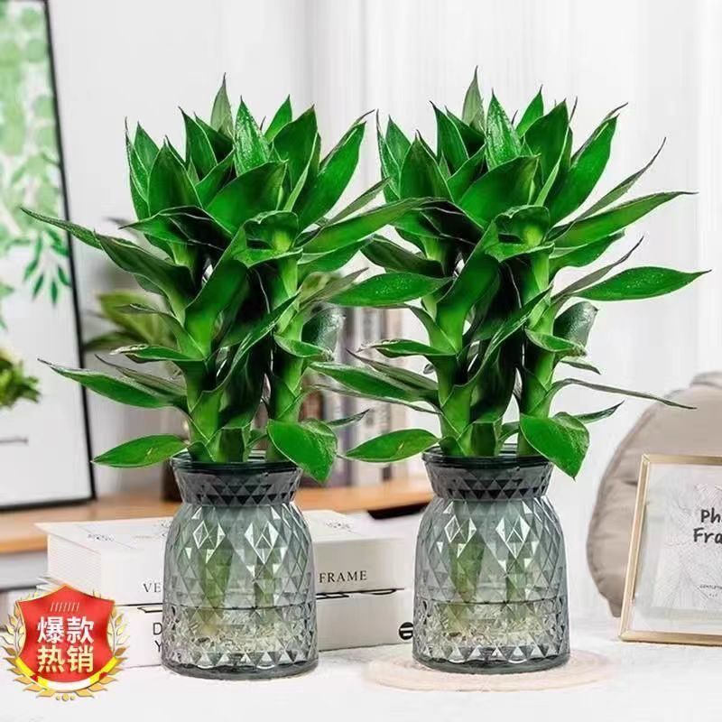 2瓶水培观音竹莲花竹室内绿植 好养易活 四季常青净化清新空气