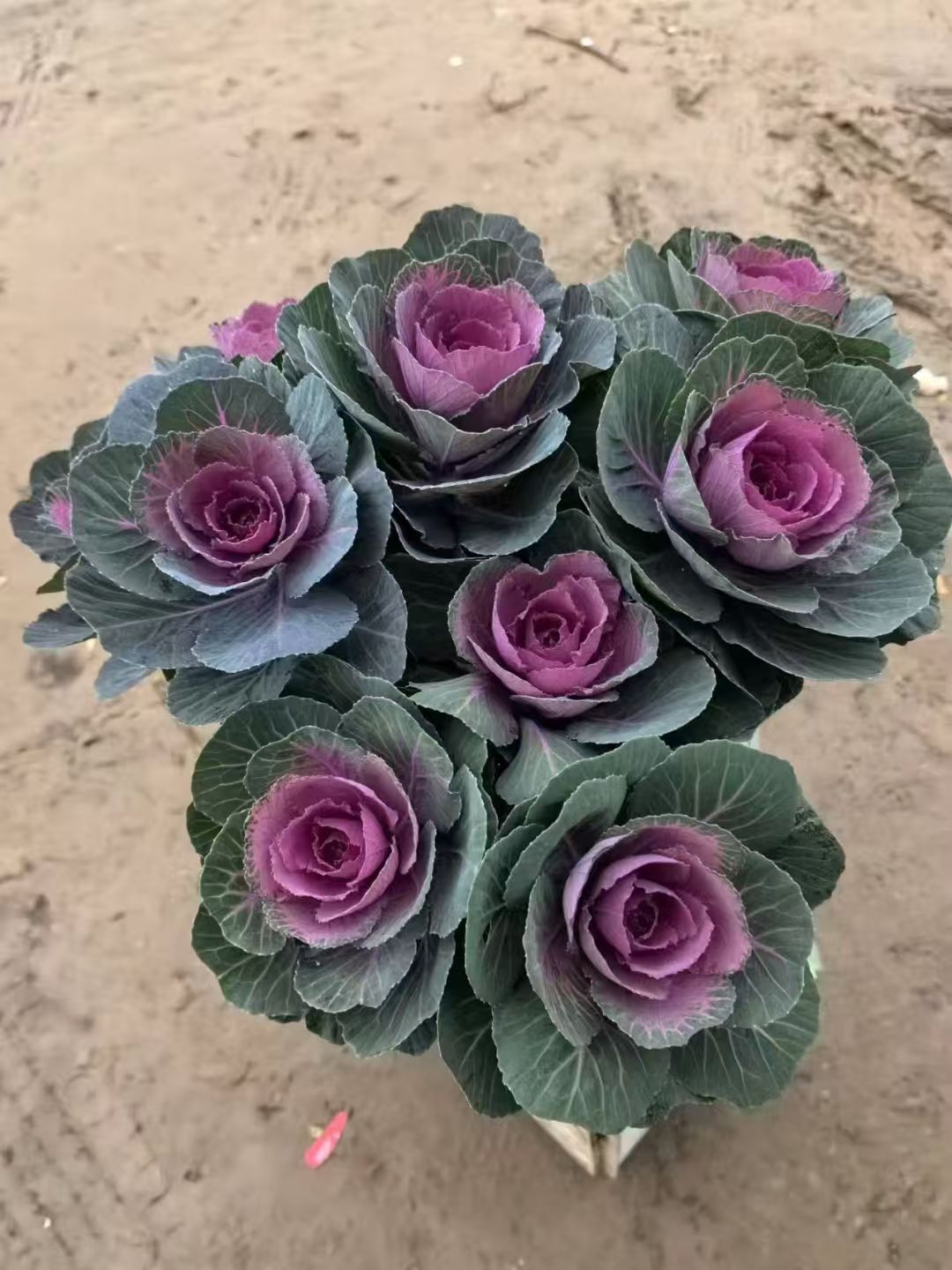 (红华美）多头羽衣甘蓝盆栽庭院花卉耐寒耐热多年生易养好活