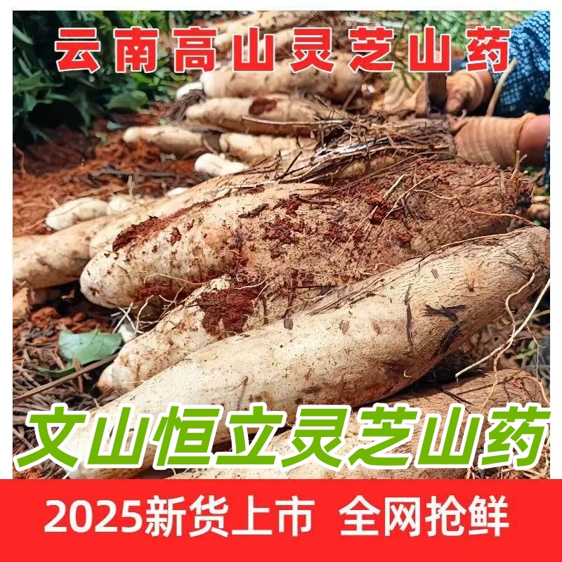 【灵芝山药】精选云南正宗灵芝山药 现挖现发 坏果包赔5斤.9斤包邮