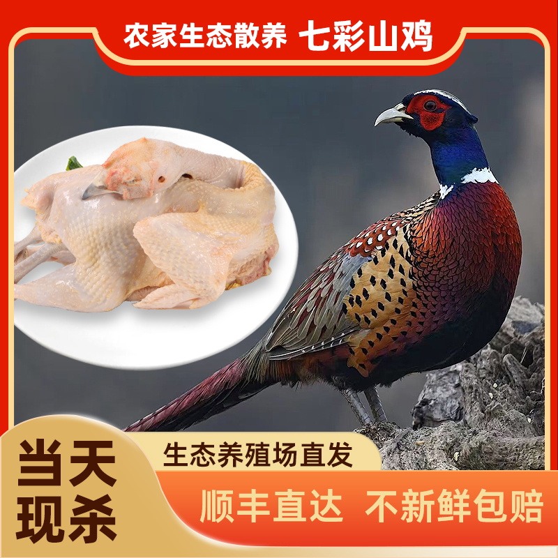 【拍一发二】新鲜现宰山鸡放养土鸡煲汤山鸡农家散养野山鸡