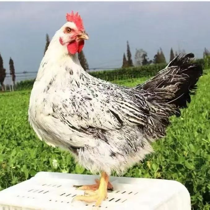 【顺丰包邮】白芦花鸡55只装养殖7天鸡公母可选