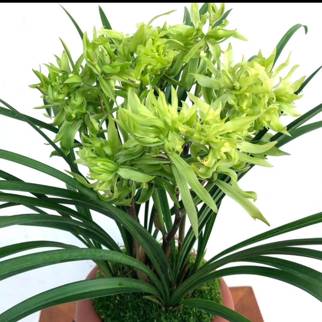 春兰名品花开富贵，花型大香味浓带盆种好2到3苗发货