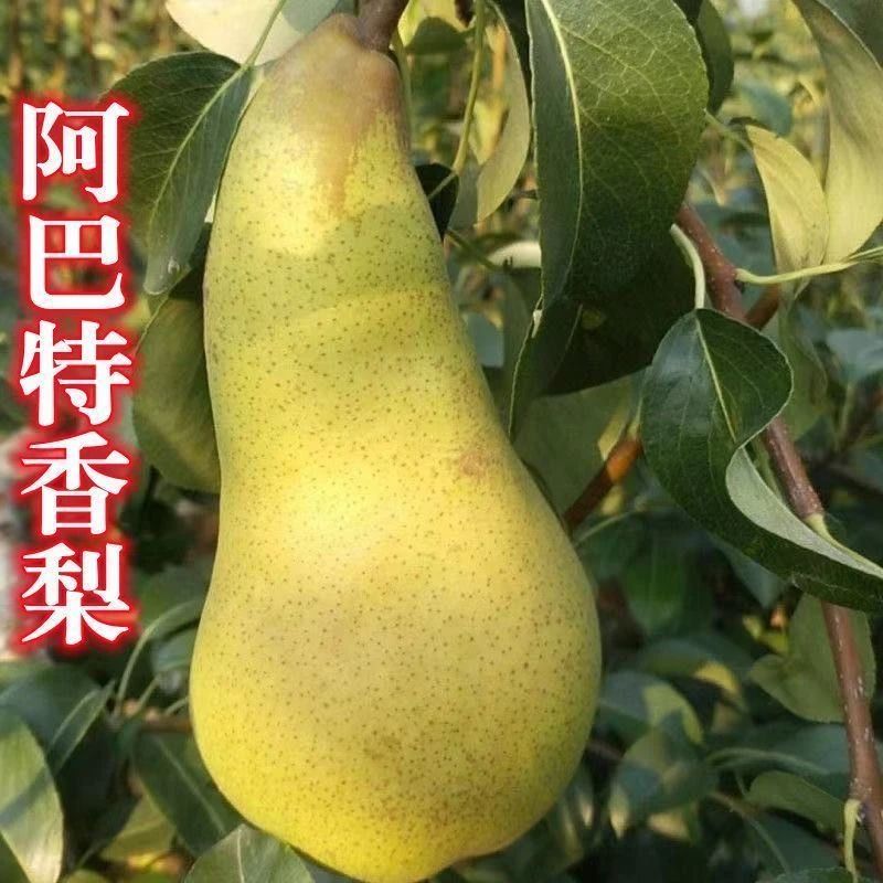 阿巴特葫芦形香梨树苗新品种西洋梨嫁接大果南北方种植抗寒茄子梨