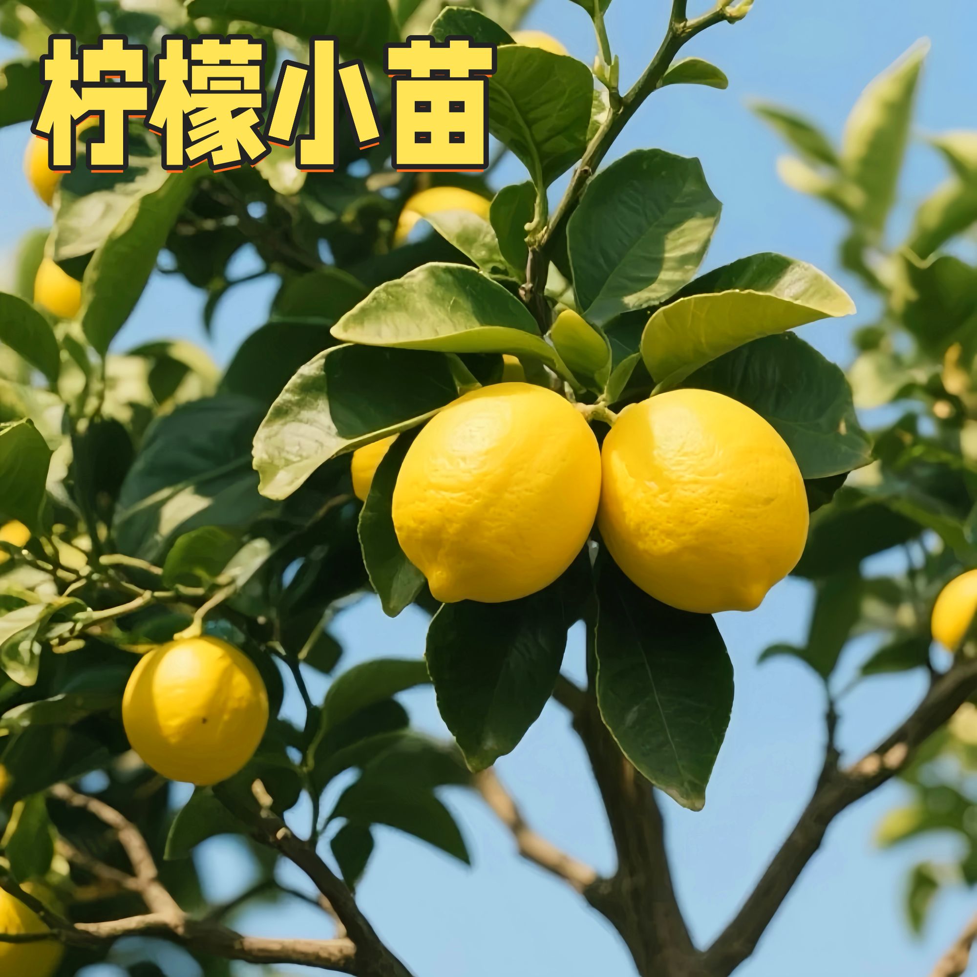 四季香水柠檬苗地栽可食用盆栽当年开花结果无籽青柠檬苗南北方种