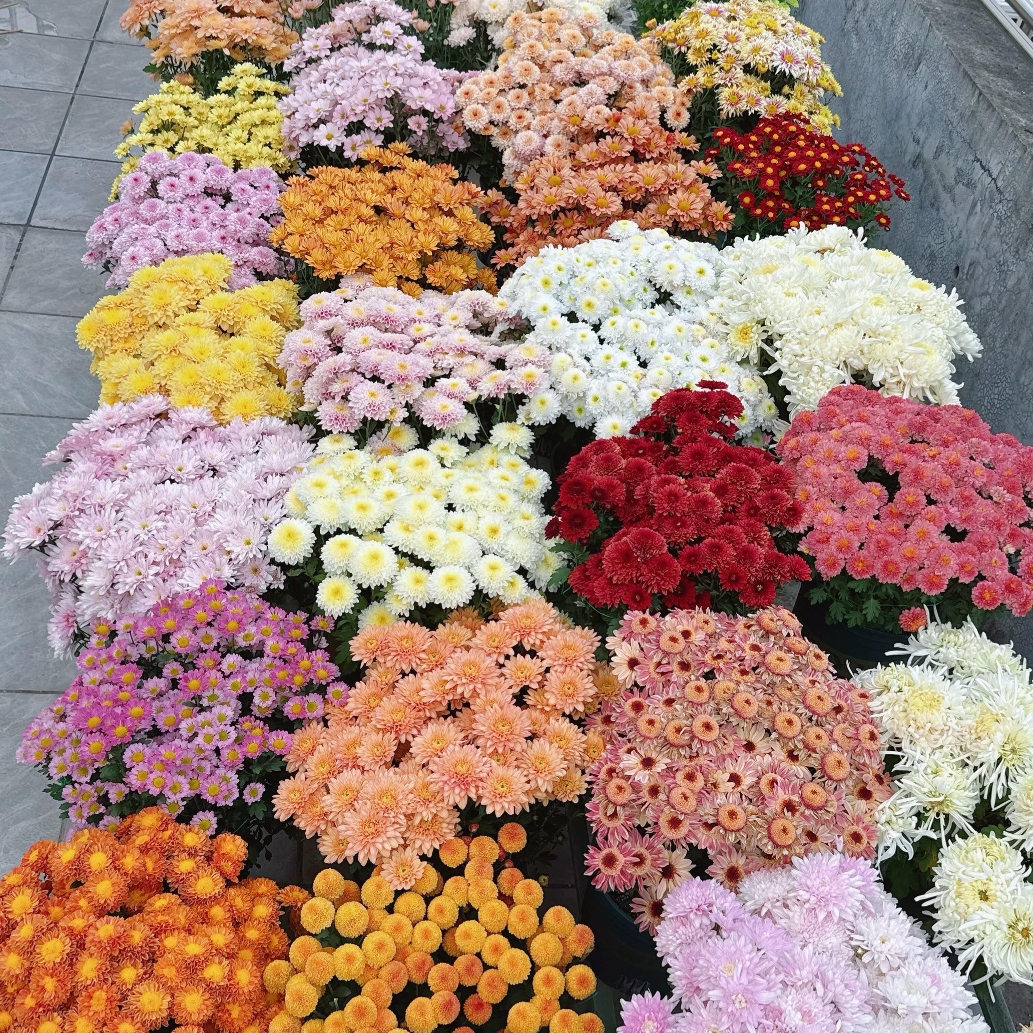 禾叶花混色小雏菊种子室内外盆栽地栽四季种植花海打造地被菊种子