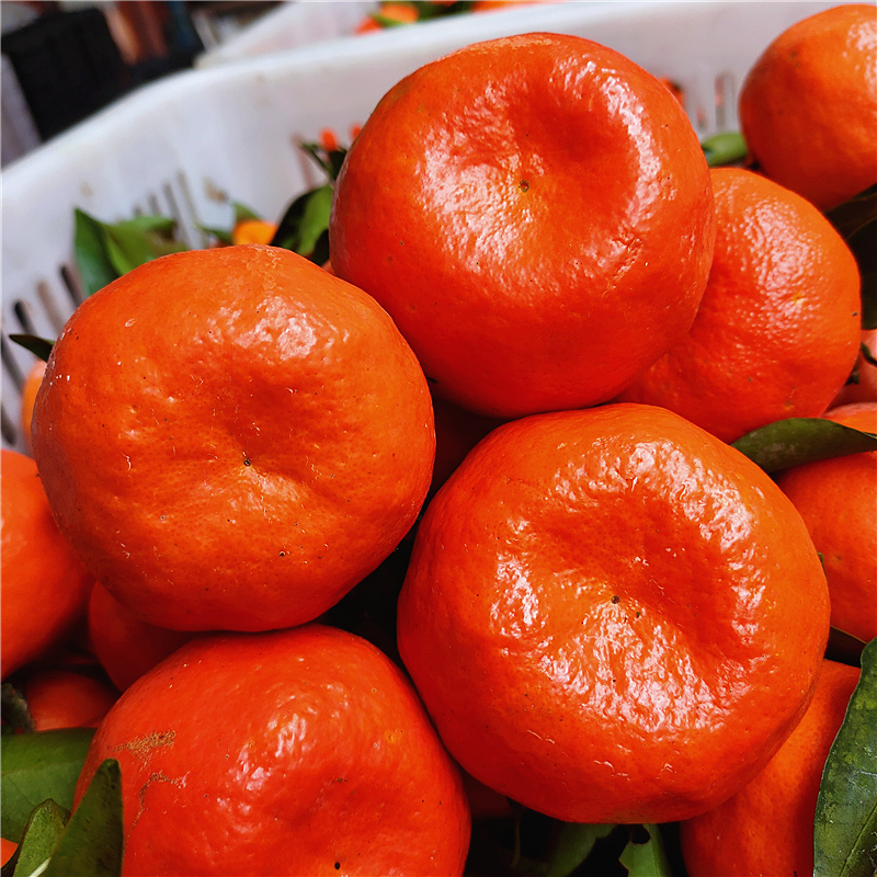 老树川古红橘正宗万州大红袍川陈皮原料手剥桔子新鲜现摘水果