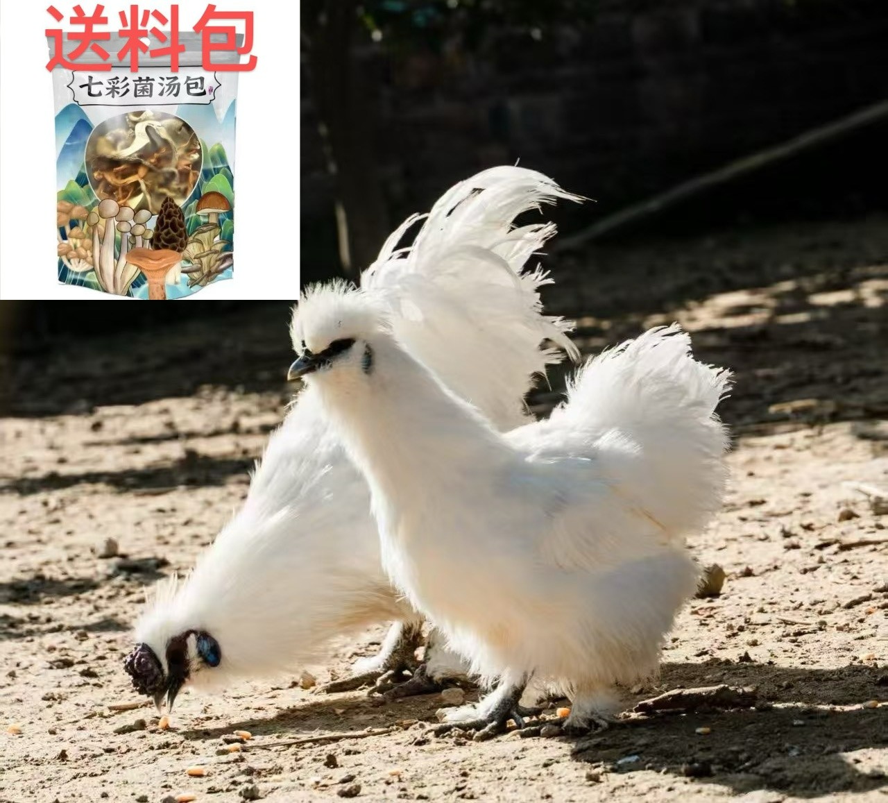 自家农园 白凤乌鸡 现宰现杀 3只送1只 总四只  顺丰冷链滋补养生