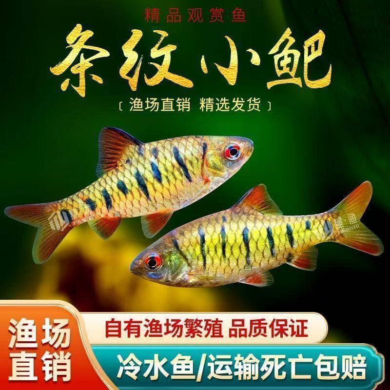 条纹小鲃活体冷水观赏鱼斗鱼伴侣原生群游淡水清洁彩虹鱼饲料