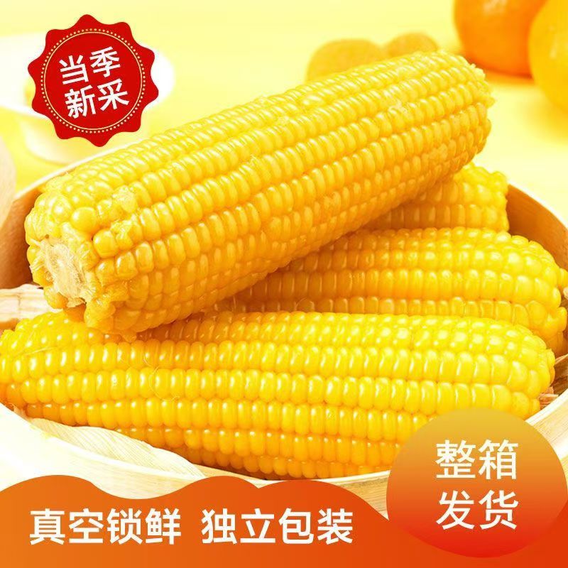 【到手15支 试吃6根 】东北正宗黄糯玉米真空包装软糯香甜
