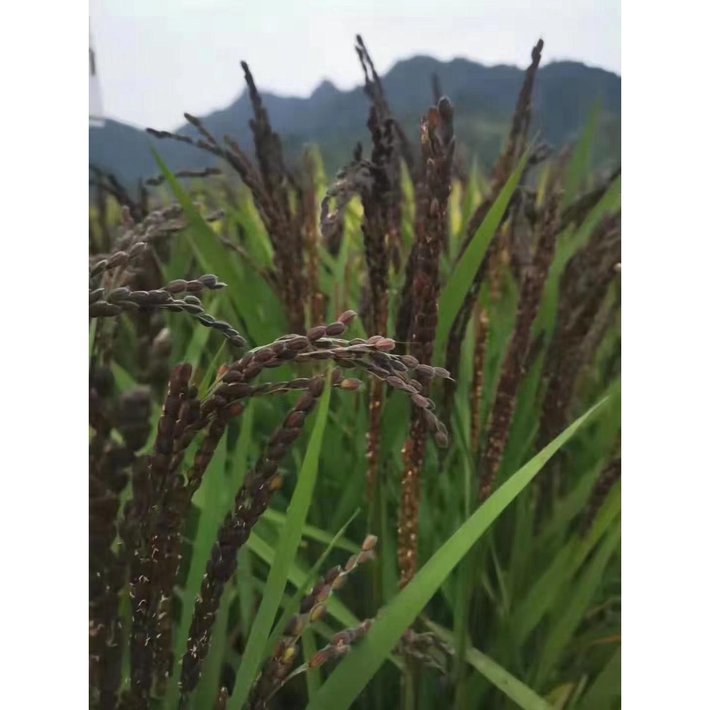 仙游钟山紫糯米新米正宗非血黑米特产可做饭团杂粮