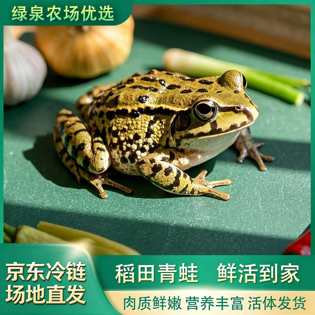 【联系后台协议发货】 宠物专用特小号雷龙龙鱼鳄龟过冬吃鲜活青蛙