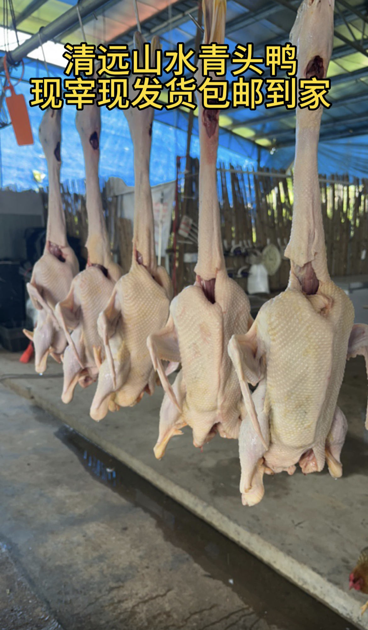 6斤左右毛重.170多天.包邮到家青头鸭