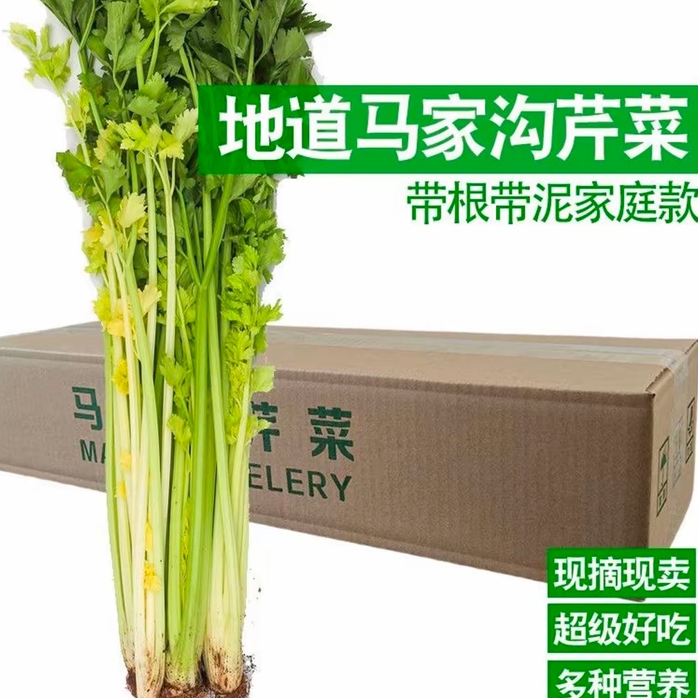 青岛平度空心马家沟芹菜4斤带根黄心