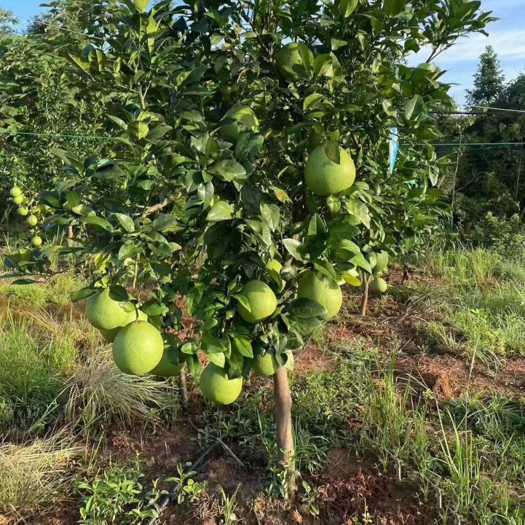 柚子树苗果树果苗红心蜜柚大沙田柚庭院嫁接南北方种植水果葡萄柚