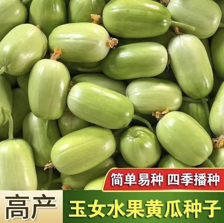 玉女黄瓜种子水果黄瓜小阳台盆栽庭院蔬菜四季