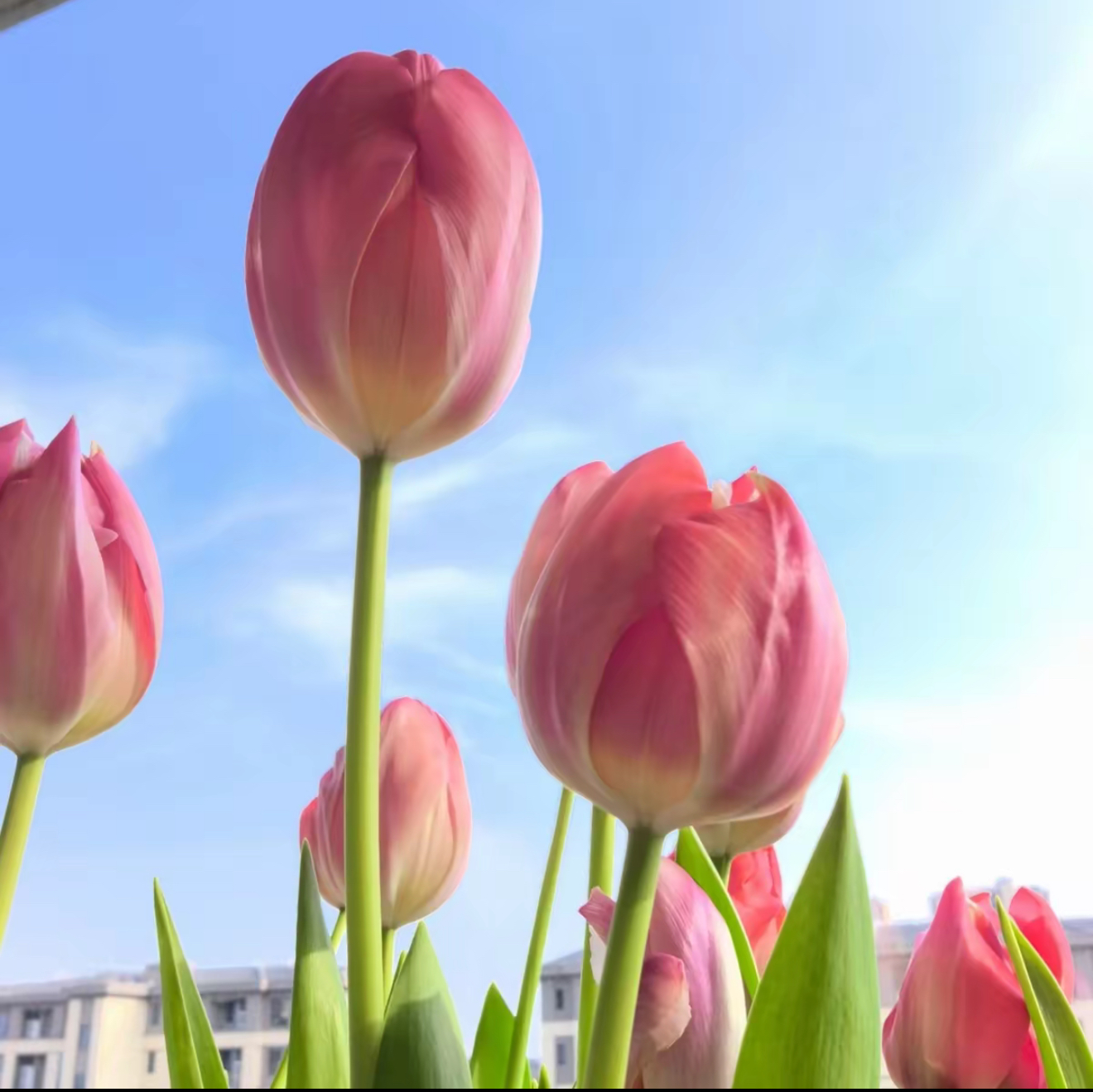 重瓣稀有品种郁金香花种水培进口5度球多色郁金香种球种子水培