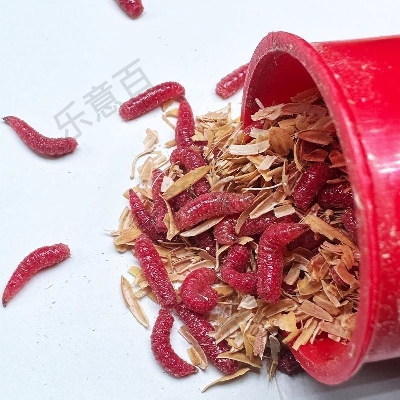 【爆护红虫】大号红蛆钓鱼石斑鲫鱼活饵红虫白条马口牙子野钓溪流