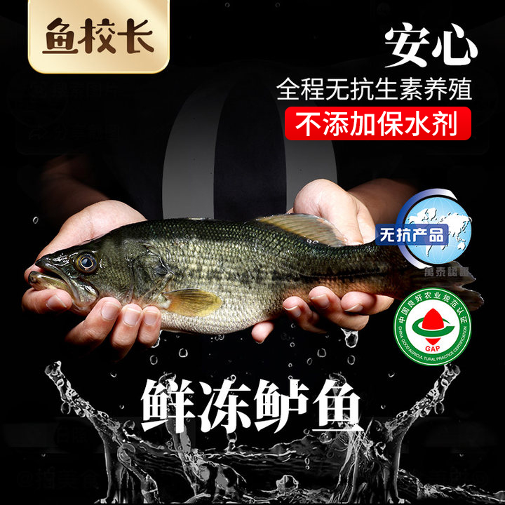 鱼校长【无抗养殖】淡水鲈鱼少刺鲜活宰杀不含保水剂新鲜冷冻免处理