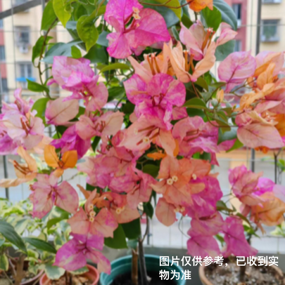 漳州新品垂丝三角梅（不带花）盆栽花苗易活庭院阳台爬藤