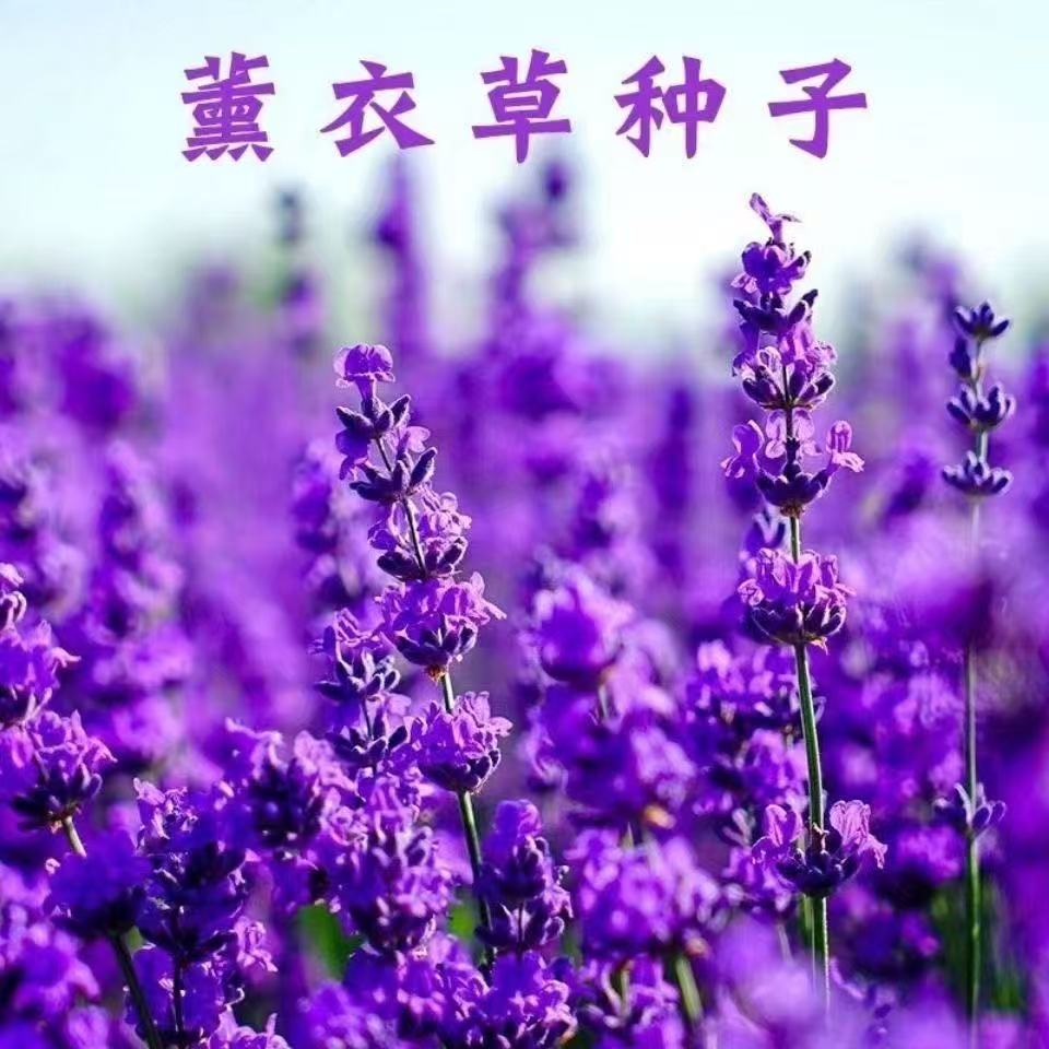 薰衣草种子多年生耐寒耐高温香草室外花卉盆栽四季种易活简单春季