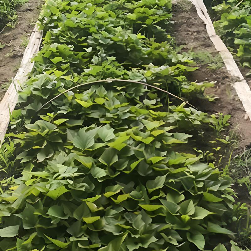 红薯苗 高系14号 板栗薯 海南澄迈桥头优质富硒地瓜农产品